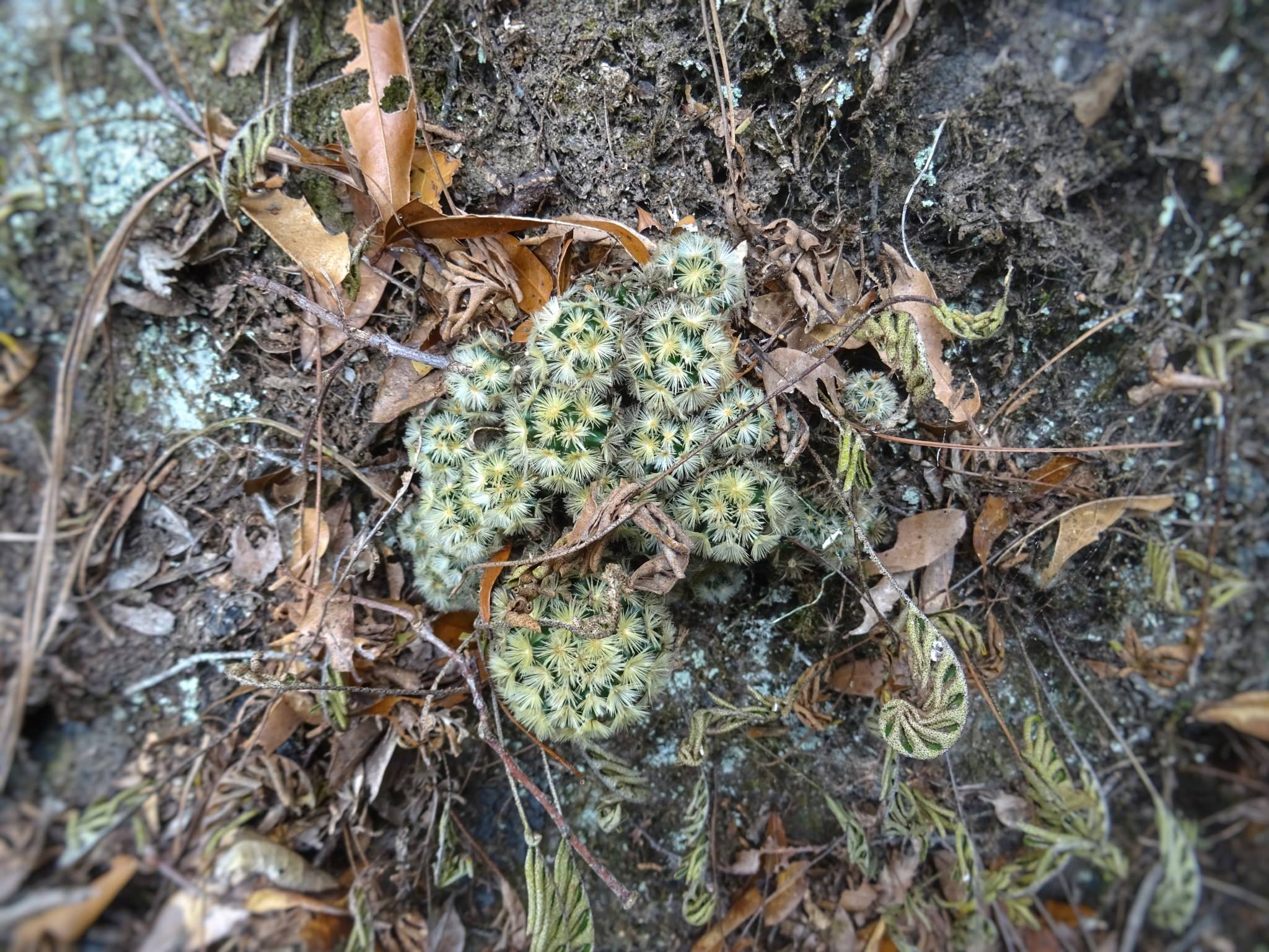 Mammillaria carmenae